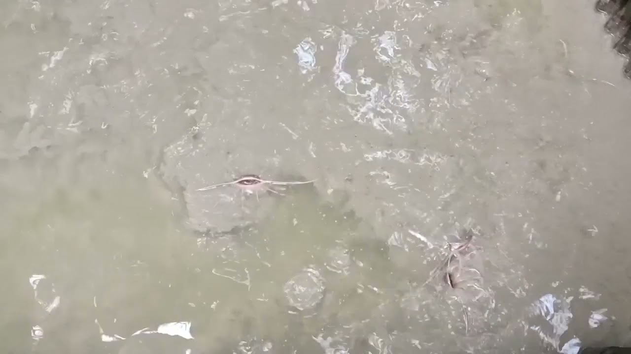 Terapi psikis lewat pemberian pakan ikan