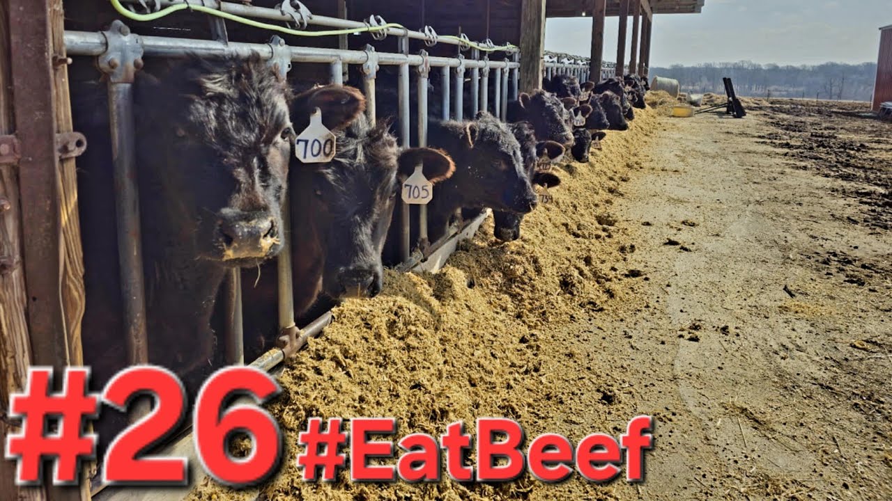 Chores On Our Confinement Cow-Calf Operation. . .