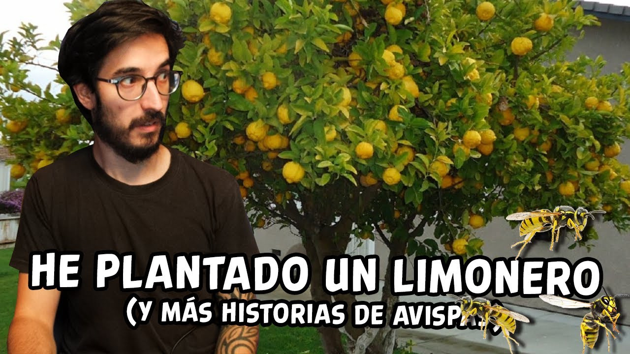 MÁS historias de jardines y avispas