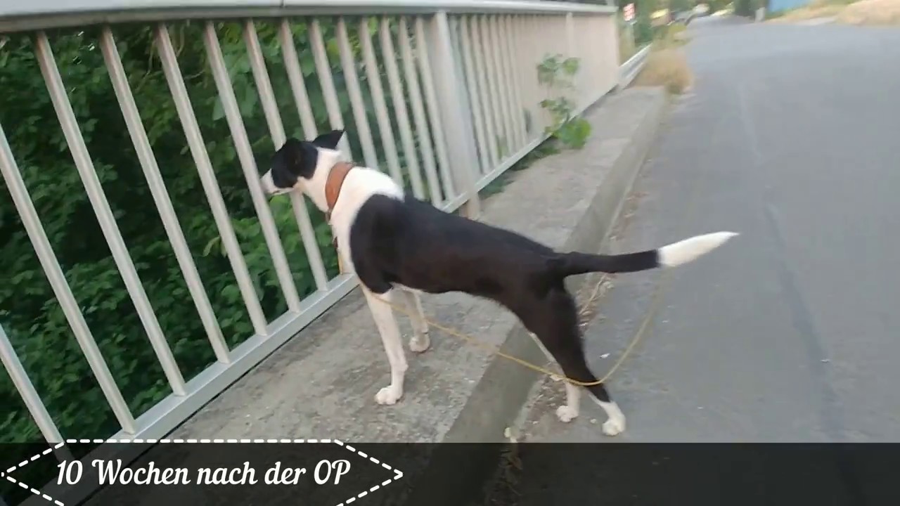 Femurkopfresektion Hund Meggy 2018