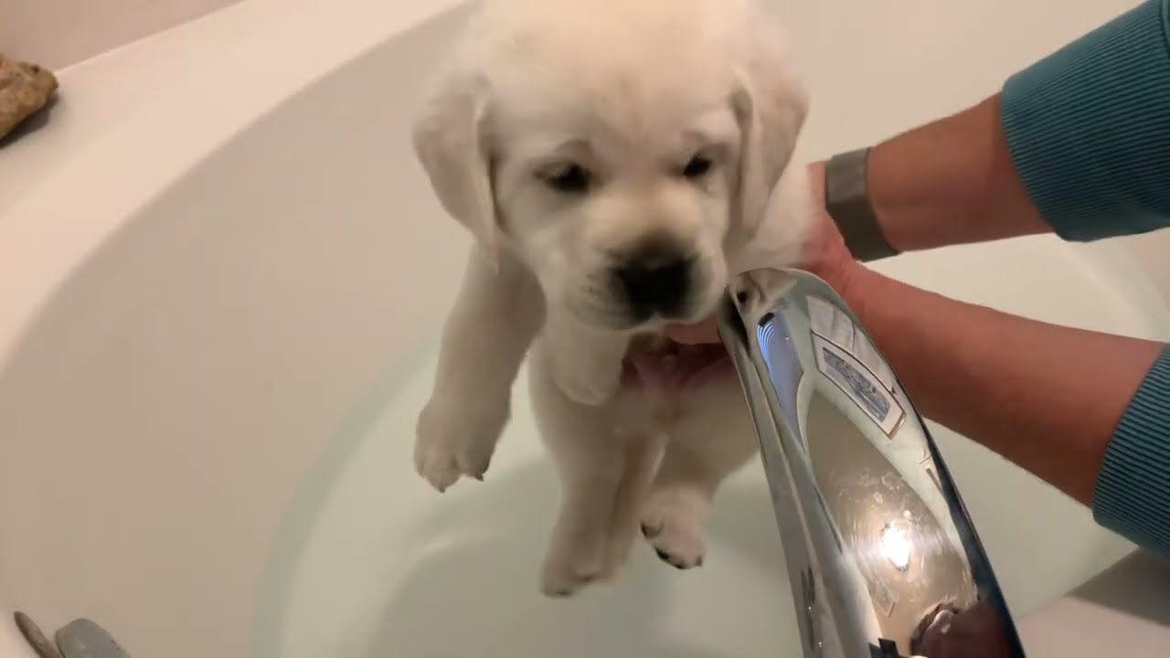 SUDS UP! Adorable Lab Puppies Get a Bath at 5 Weeks