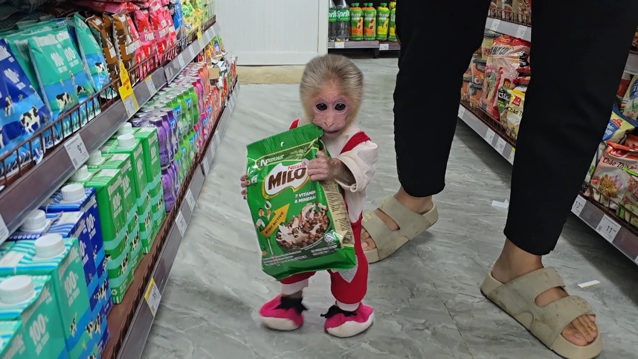 So smart! Baby monkey xuka and her aunt went shopping at the supermarket.