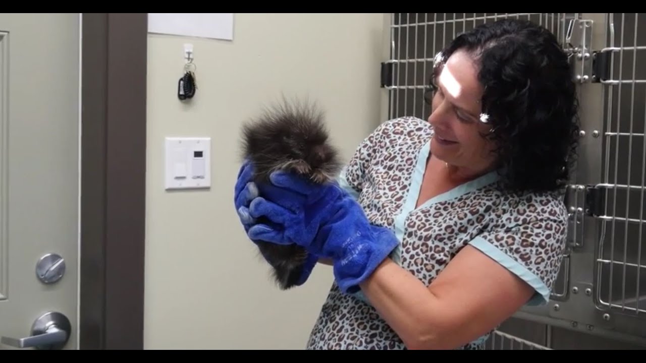 Okanagan Vets Rescue Adorable Baby Porcupine