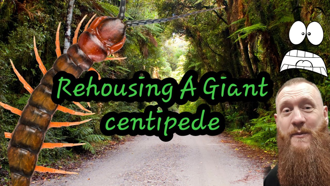 Giant centipede almost escaped on this rehouse,solomon islands giant centipede scolopendra metuenda