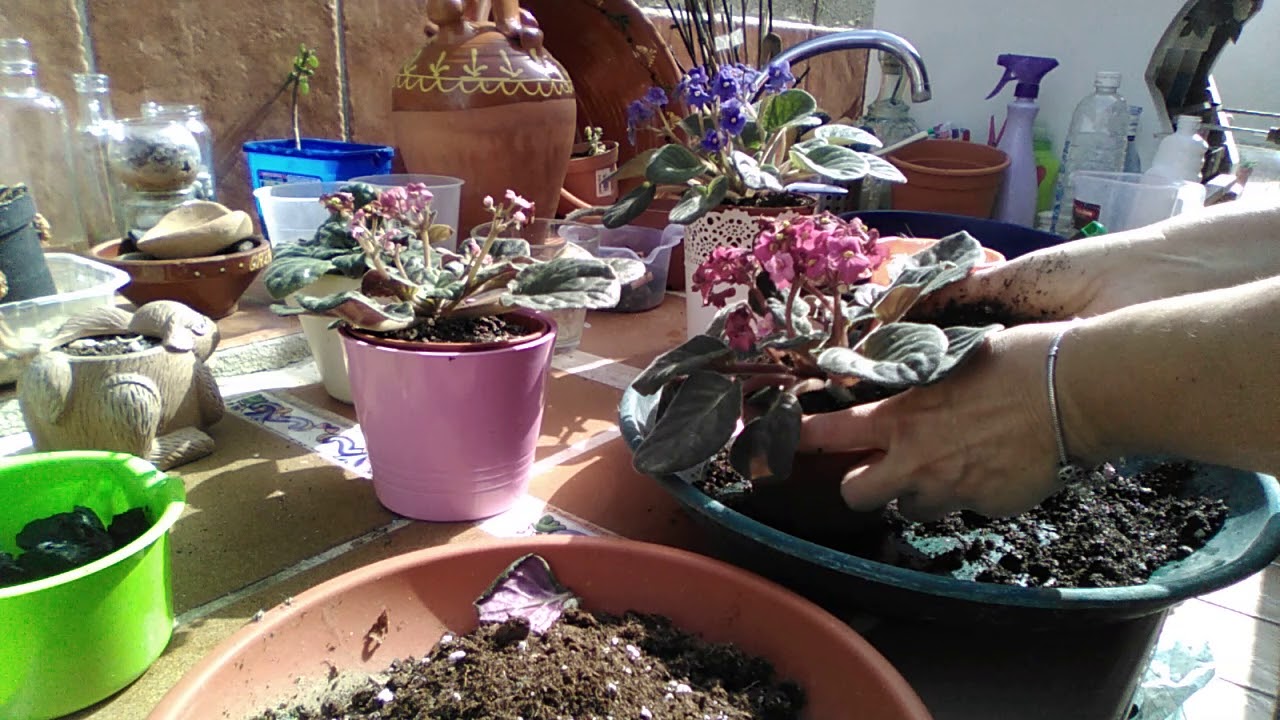 Mis Violetas Africanas o Saint Paulia