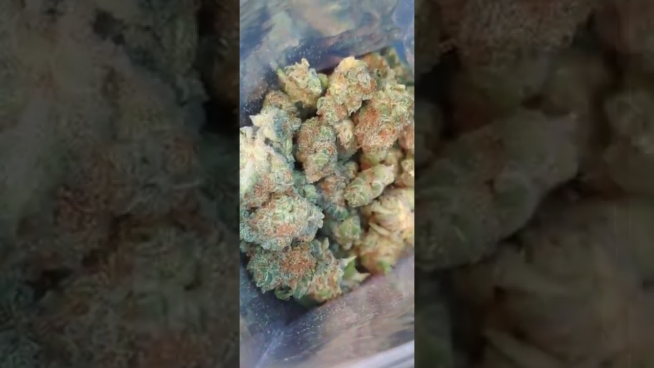 Wappa (Buds🌹)