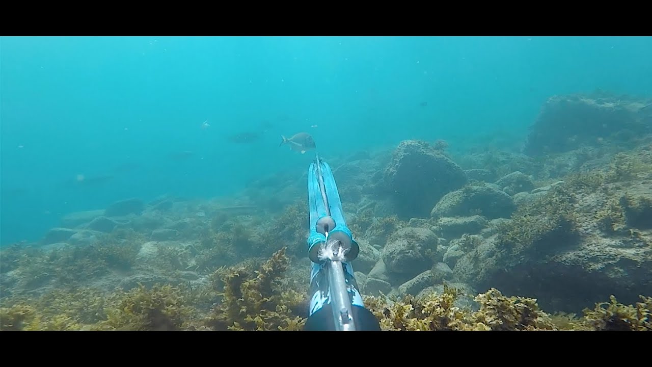 Spearfishing Nelson Bay Australia