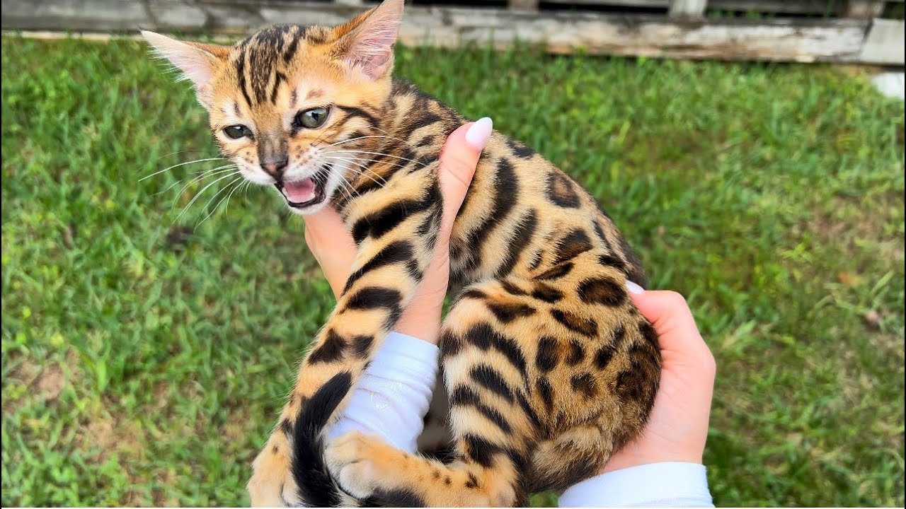 НОВЫЕ БЕНГАЛЬСКИЕ КОТЯТА! ОТКУДА ОНИ ВЗЯЛИСЬ?!