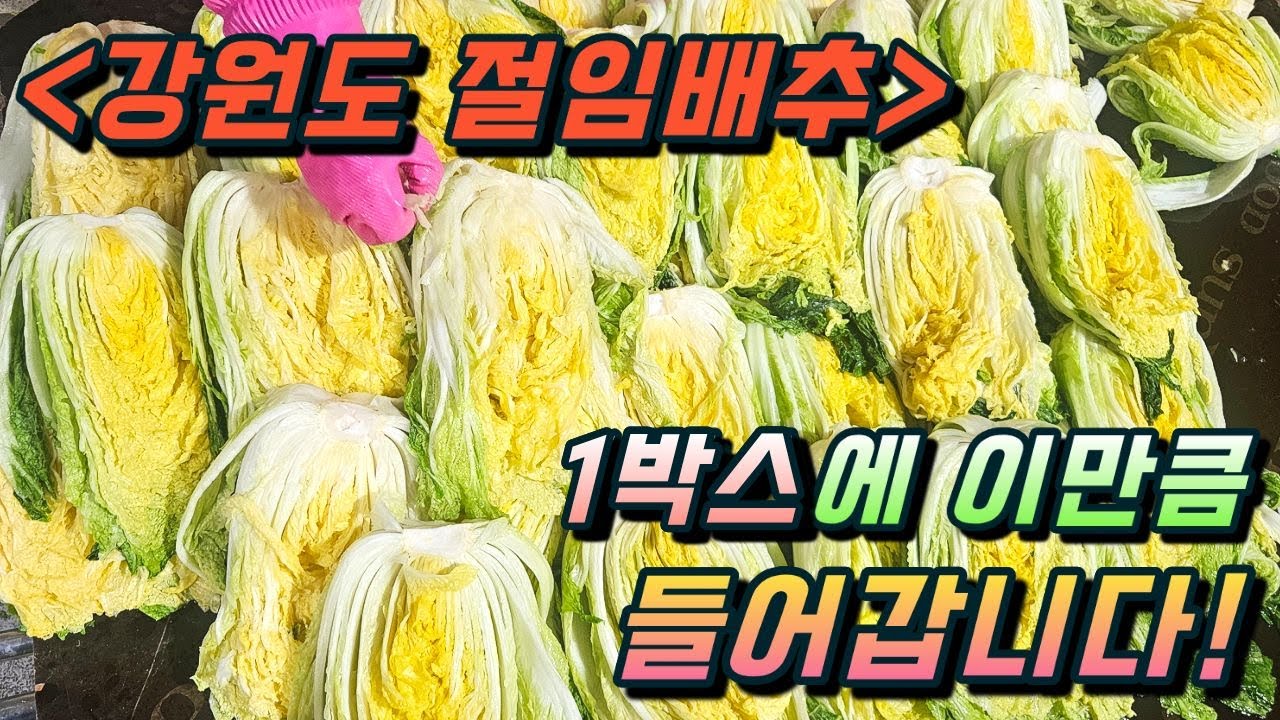 강원도 절임배추. 대체 왜 비싸?? #절임배추판매