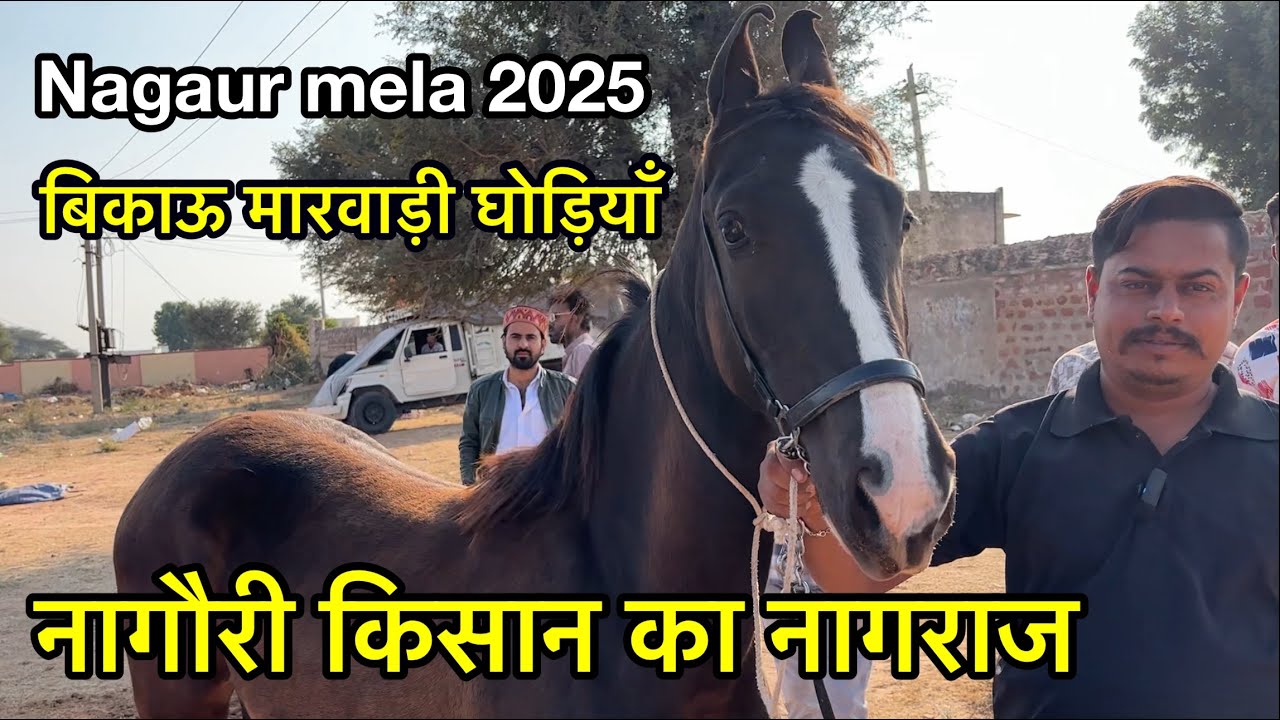 मारवाड़ का किसान आया नागराज स्टेलियन और 3 मारवाड़ी घोड़ियाँ लेकर | Nagaur mela 2025