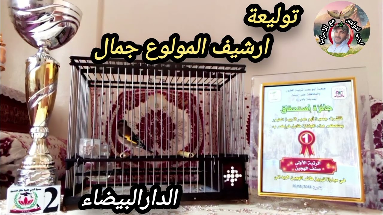 طائر حسون بطل من ارشيف المولوع جمال من الدارالبيضاء 