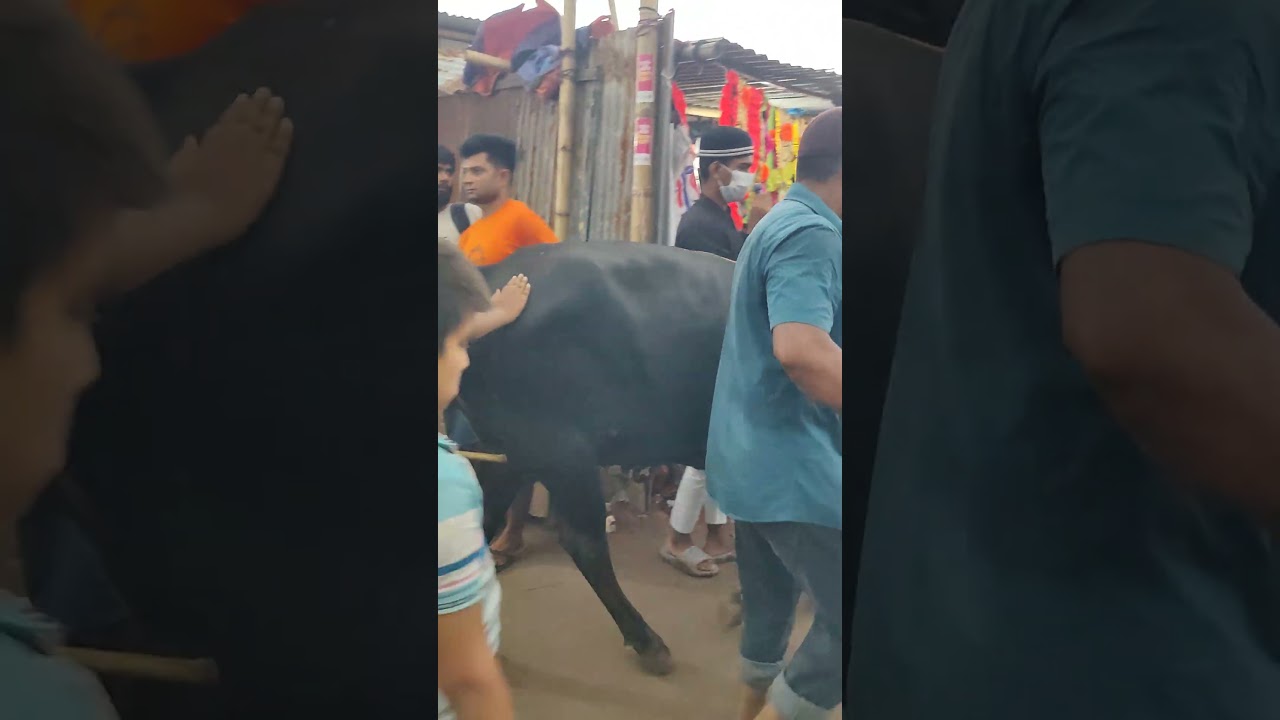 হাটের মেলা শুরু, গরুদের সাজ–গোছ—গাবতলী হাটের রোমাঞ্চ