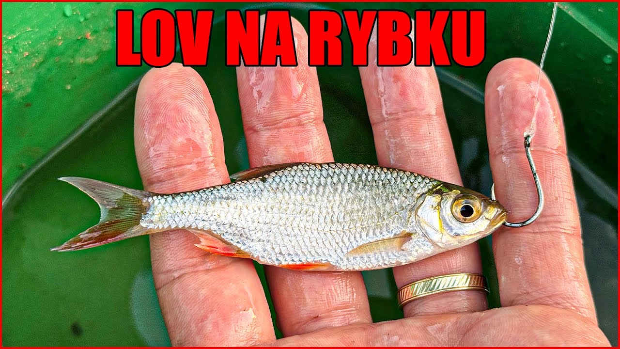 Tímto způsobem chytá 90% rybičkářů na stojatých vodách / Ukázka lovu na rybku pro začátečníka