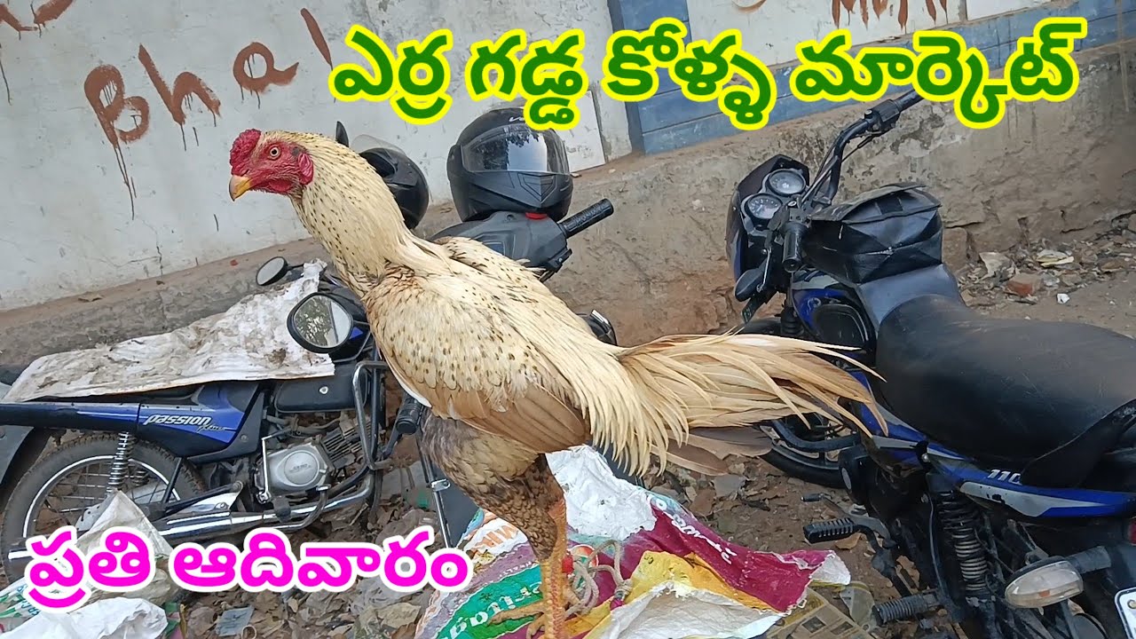 హైదరాబాద్ ఎర్ర గడ్డ కోళ్ళ మార్కెట్ 19/1/2025 erragadda kolla market @AM Pets Nellore