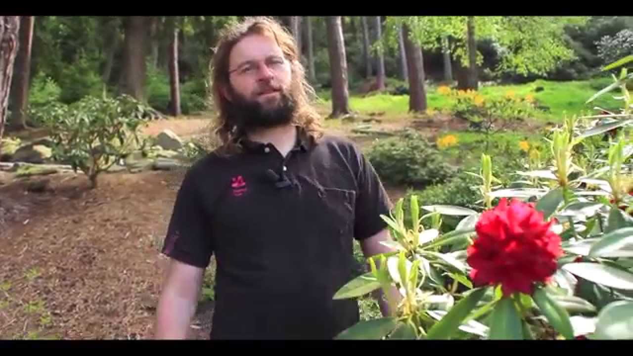 Discover Cragside's gardens