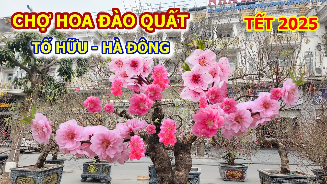 CHỢ HOA ĐÀO QUẤT TỐ HỮU HÀ ĐÔNG TẾT 2025 KHÁCH CHỐT CÂY ẦM ẦM RỒI
