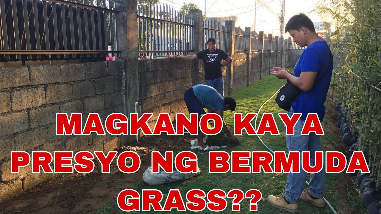 NAKAHANAP DIN NG BERMUDA GRASS