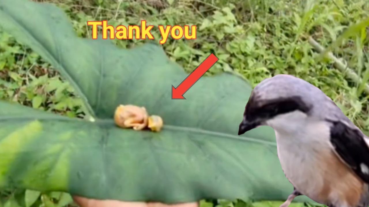 baby bird falls from nest pushed by its sibling