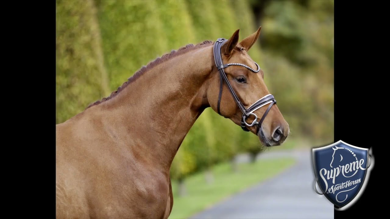 2022 Gelding by Total Diamond