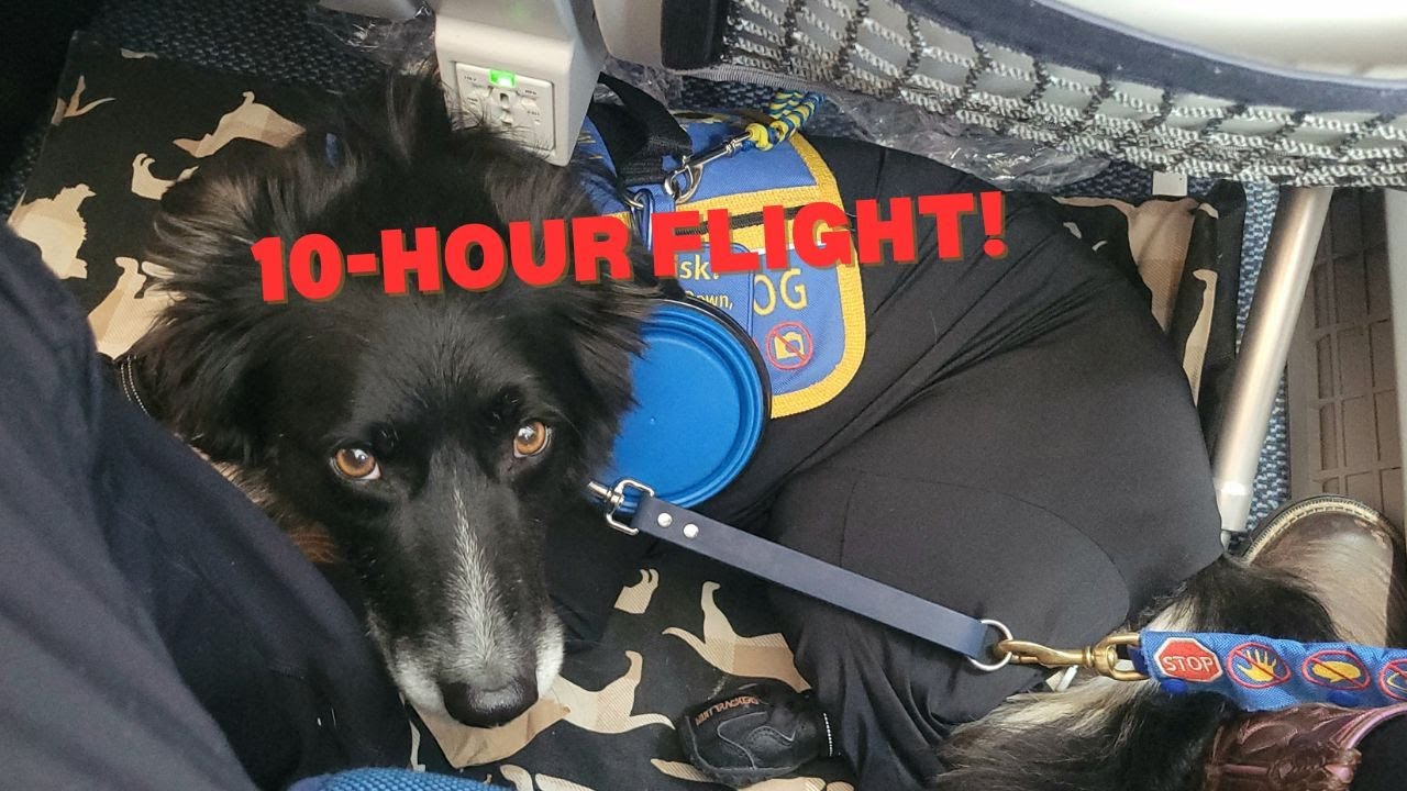 Navigating a busy airport with my service dog #airtravel #servicedoglife #vancouverairport