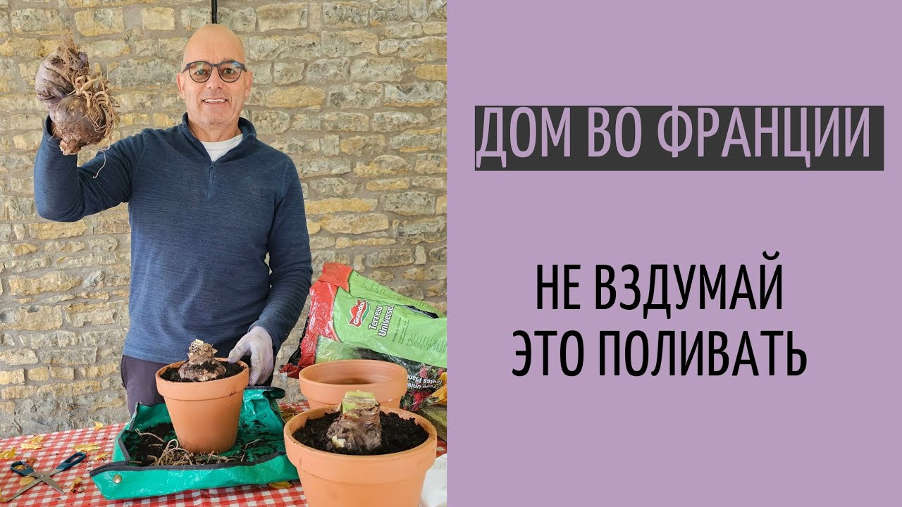 необычный вид Амарилис| удобряем газон | сделали раздевалку