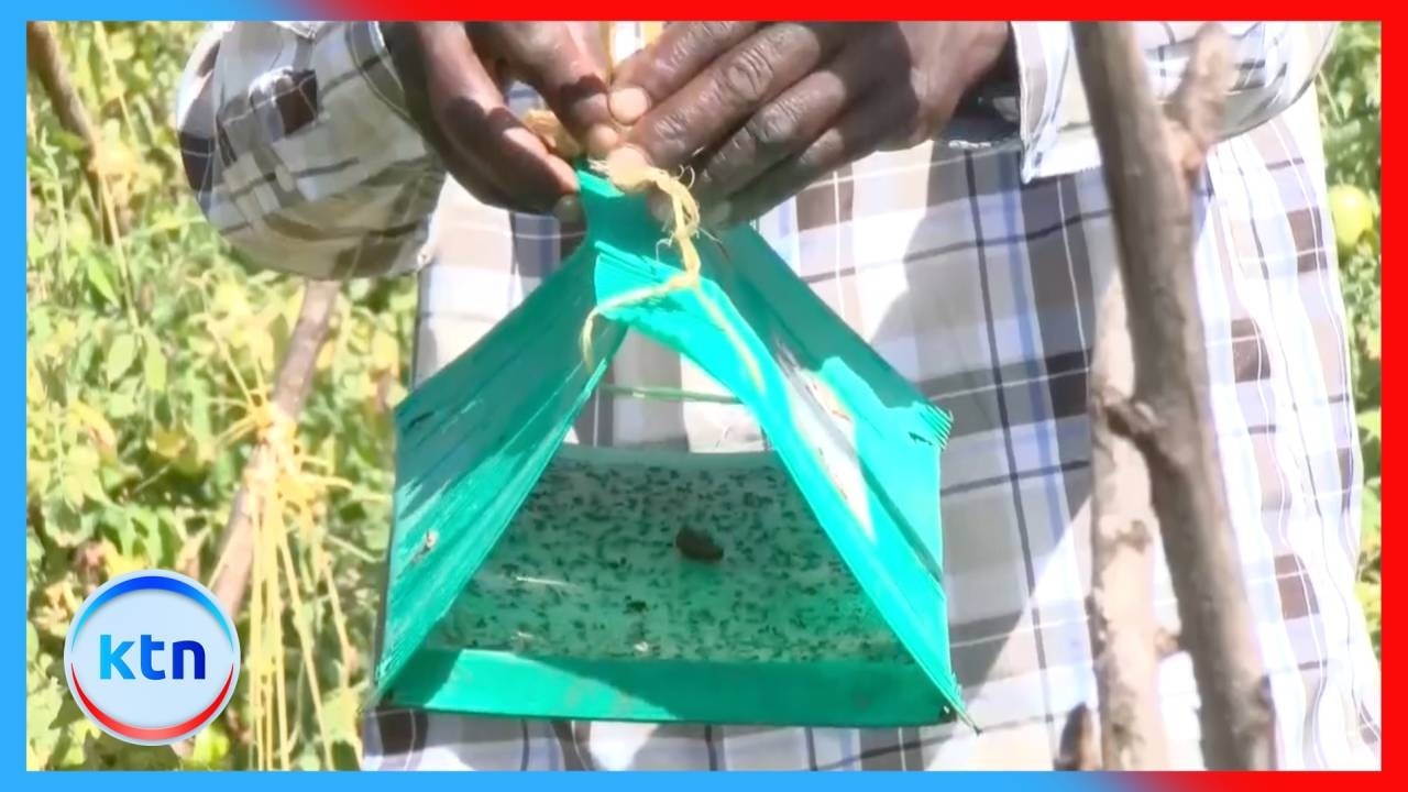 Kirinyaga farmers adopt safer tomato pest methods to cut crop losses