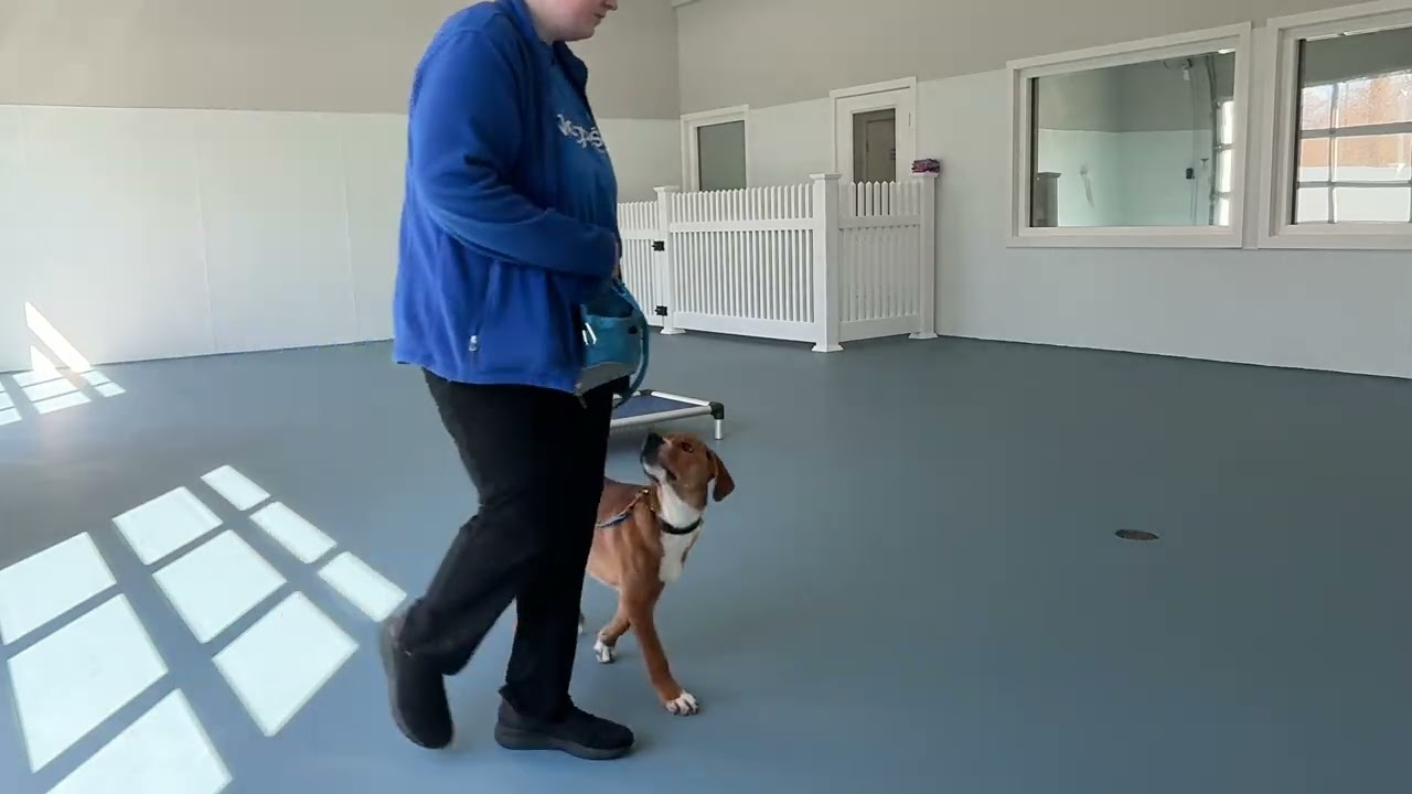 Beans- Working on sit, down, wait, look, leave it, leash walking, gentle, come, and place