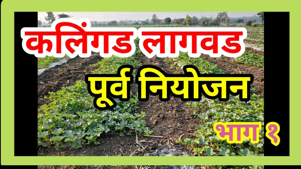 टरबूज/कलिंगड लागवड पूर्व नियोजन काय करावे?by helping farmers
