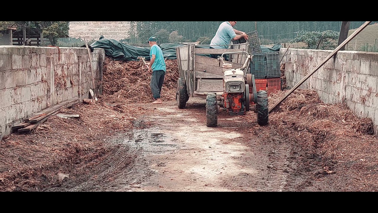 Tobata-Domingo também trabalha
