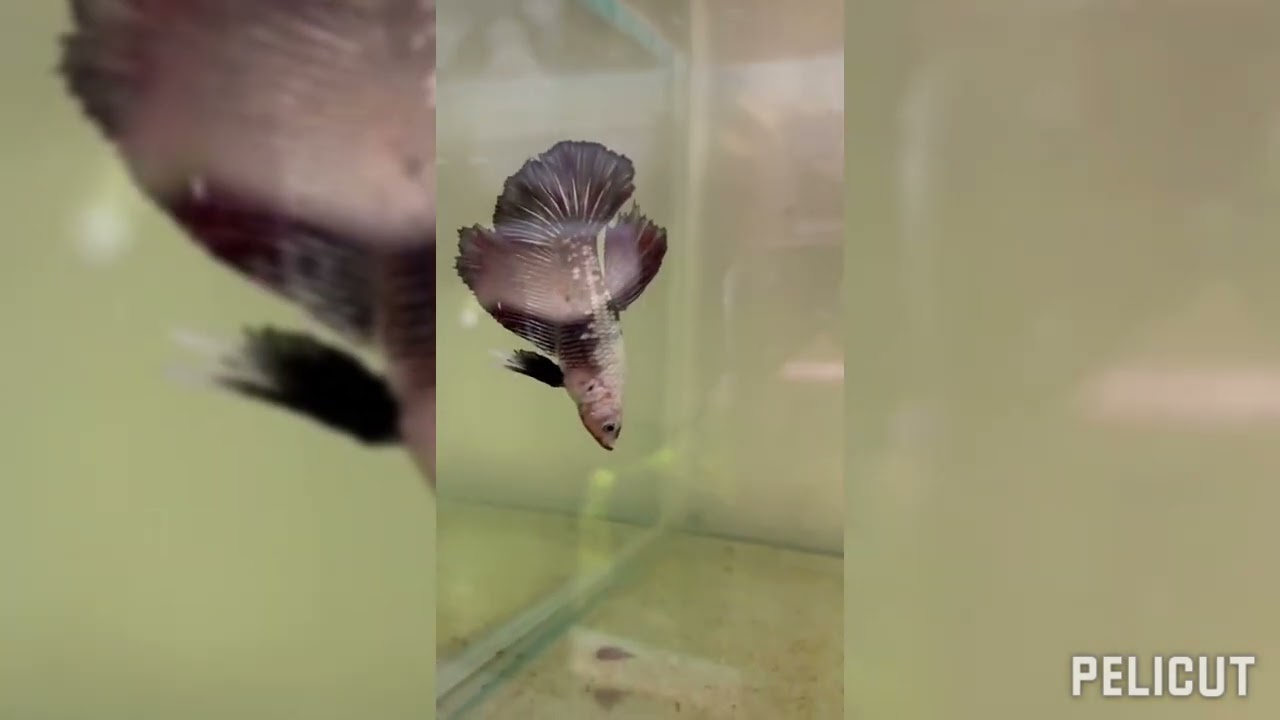 Rutina mantenimientos de bettas:mi metodo