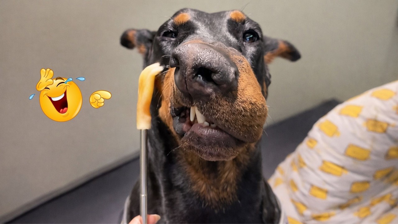 New FUNNY DOGS That Will Make You Laugh To Tears 😂🐕 Best Funny Dog Compilation 2026