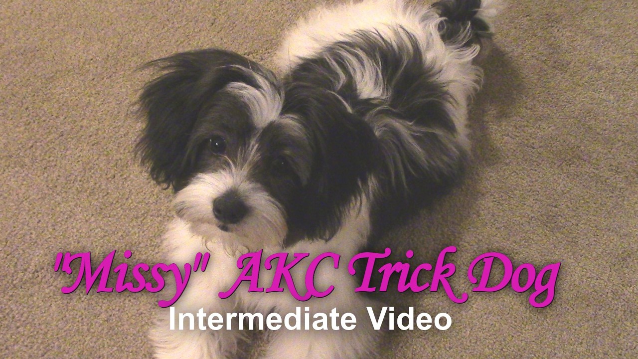 Missy AKC Trick Video