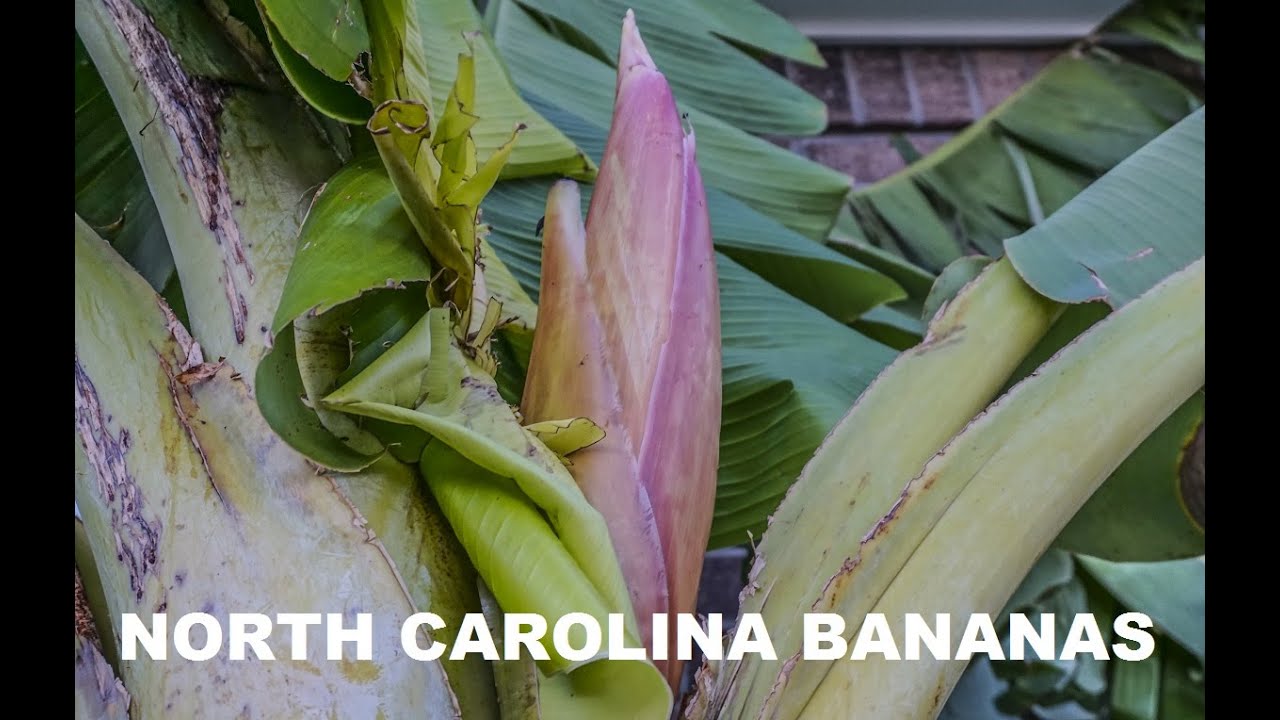 Growing and Fruiting Bananas in the Carolinas and the Southeast