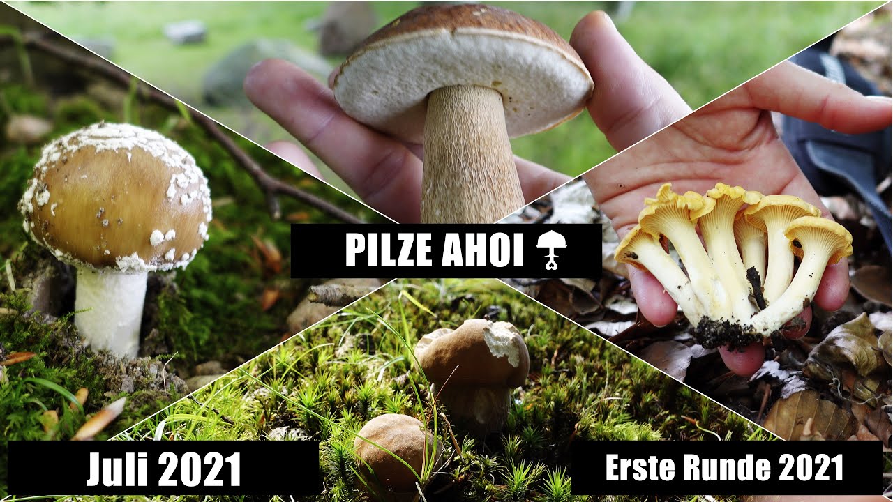 Ersten Pilze im Juli 2021 - herrliche Pfifferlinge und Steinpilze