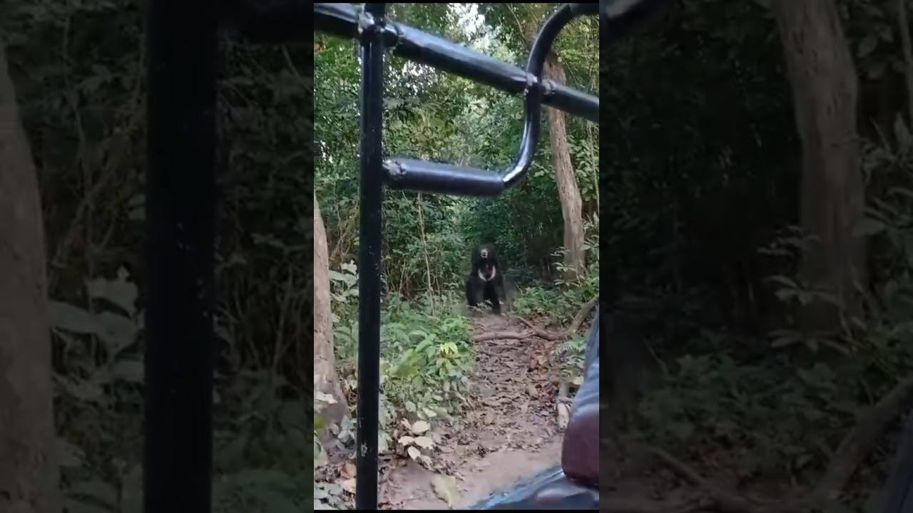 Bear attack on safari - barahi jungle lodge| safari | sloth bear | chitwan national park| wildlife