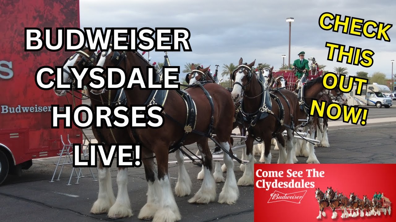 Budweiser Clydesdale Horses FULL SHOW / Behind the Scenes! Semi-Trailers PLUS the Wagon & Dalmatian