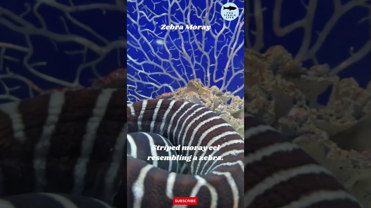 UNIQUE FISH ZEBRA MORAY