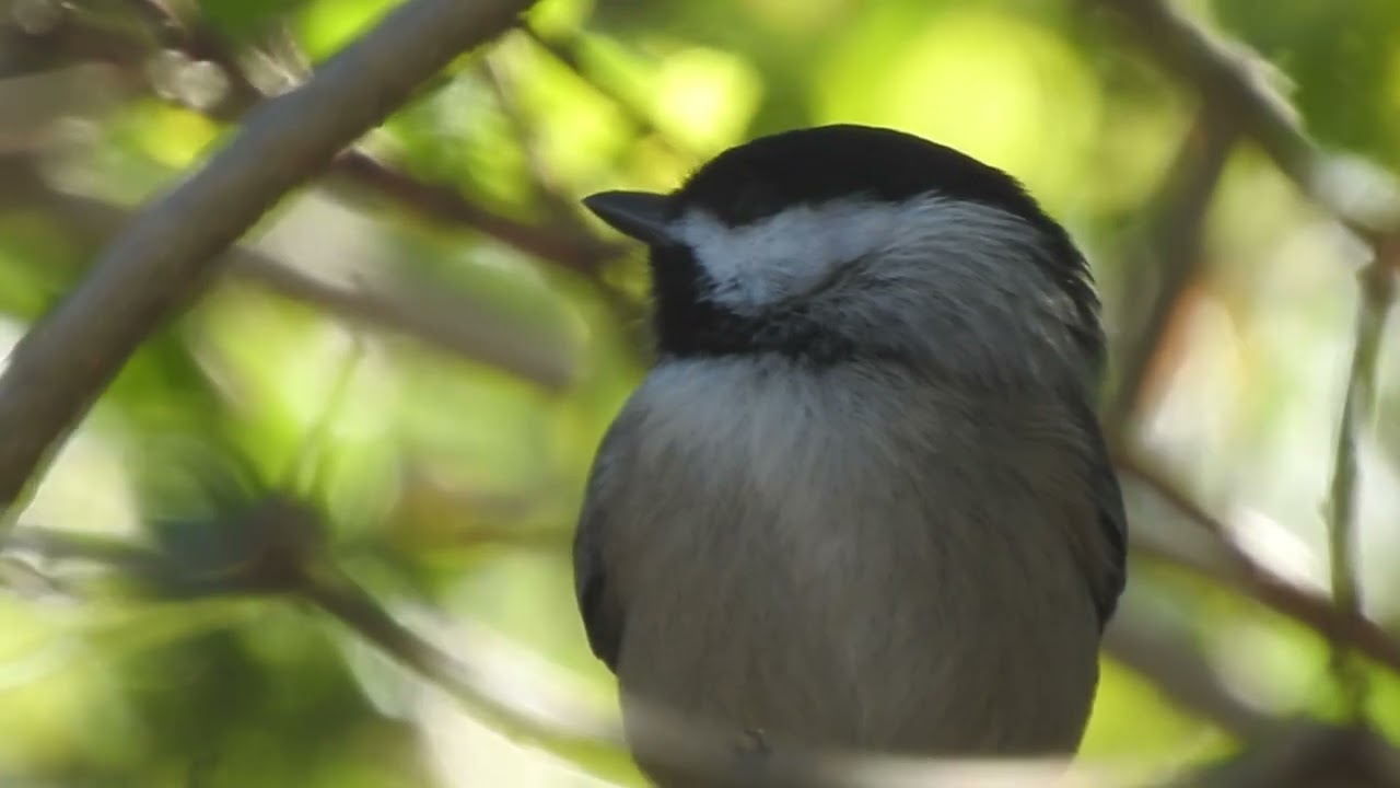 Carolina Chickadee( Poecile carolinensis) Timucuan Ecological and Historical Preserve