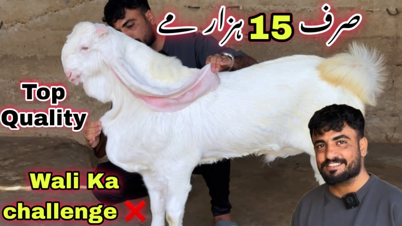 Wali Kareem Goat Farm Top Quality Gulabi Bakra | Sirf 15 Hazar Me 😍 | Bakra Mandi | Goat Farming 