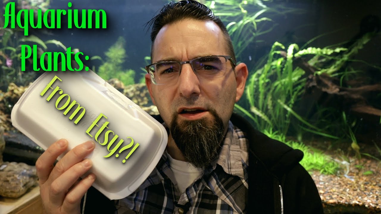 Aquarium Plants: From Etsy?!