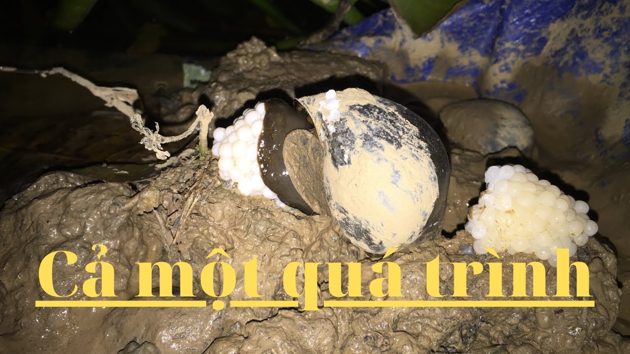 Quá trình sinh sản của Ốc bưu Đen | thanhbinhfarm