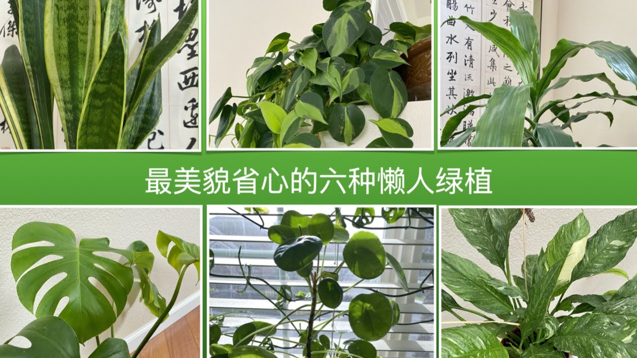 【室内植物】最美貌省心的六种懒人绿植｜🎁 送种子结果揭晓（又增加10位）🎁