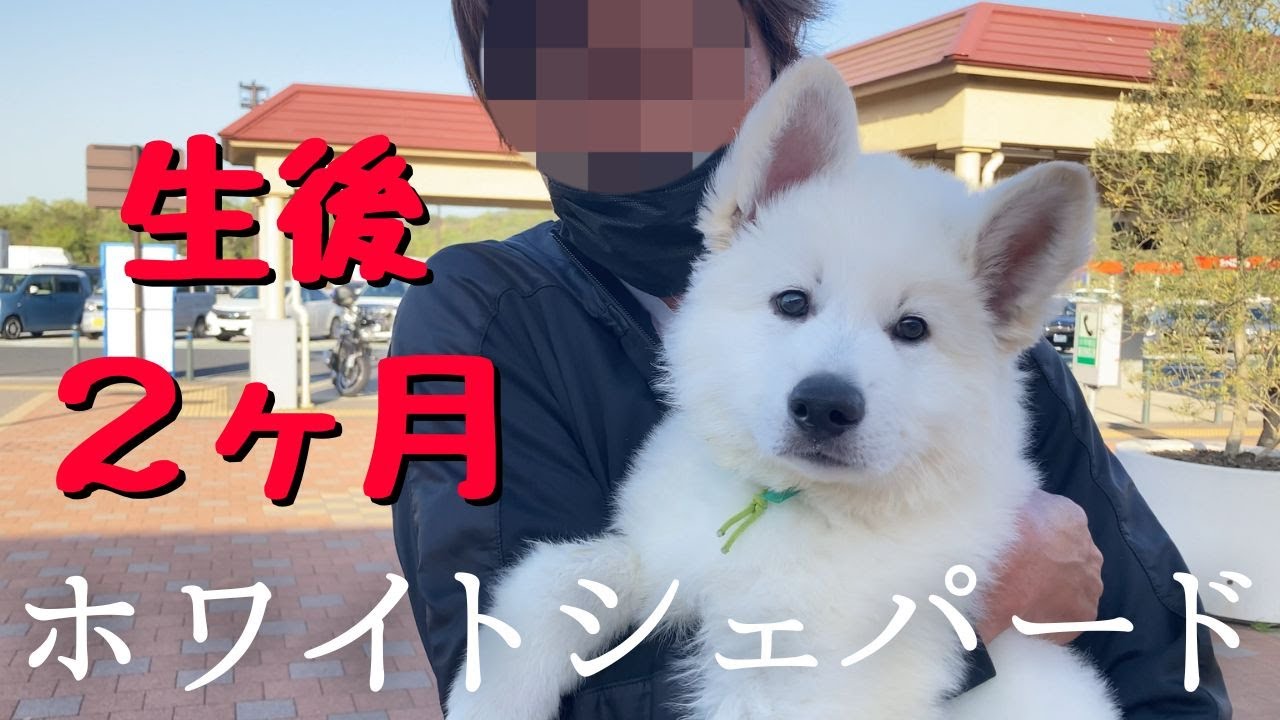 【生後２ケ月ホワイトシェパード】初めまして、ハクです♡よろしくお願いします【子犬】｜White swiss shepherd