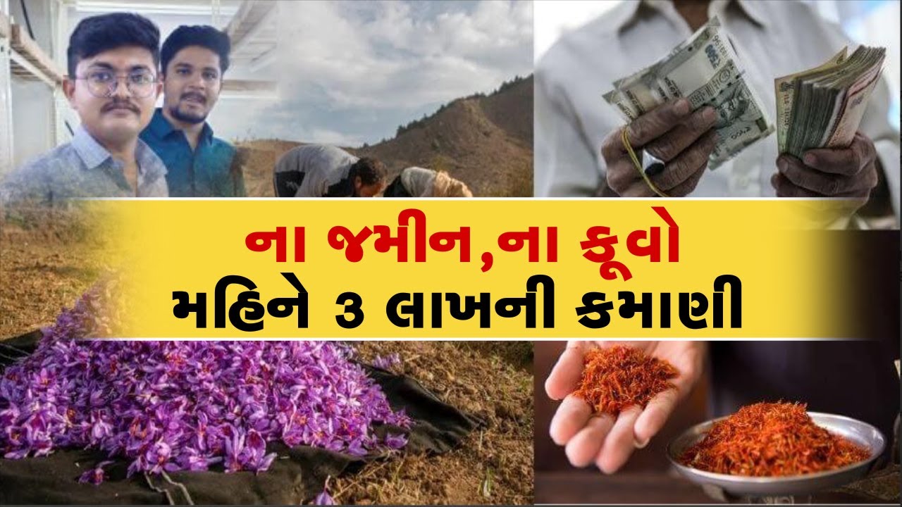 ના જમીન,ના કૂવો II લાલ સોનાની ખેતી II દર મહિને 3 લાખની કમાણી II બે એન્જિનિયરને લાગ્યો ખેતીનો રંગ..
