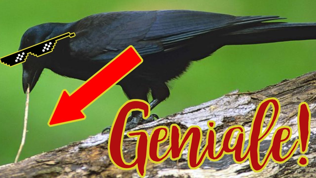 il geniale CORVO della Nuova Caledonia