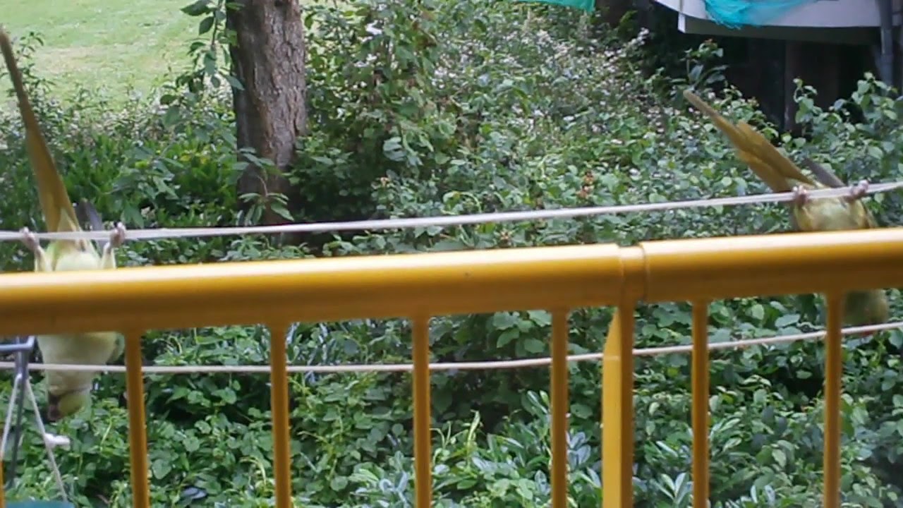 Synchroon waslijn hangen halsbandparkieten
