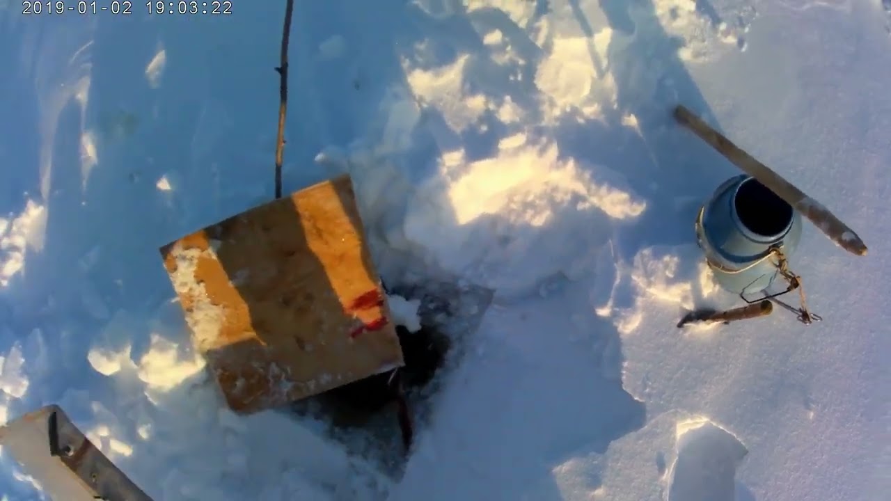 р. Обь.  Проверяем   жерлицы.  С  уловом  нас.