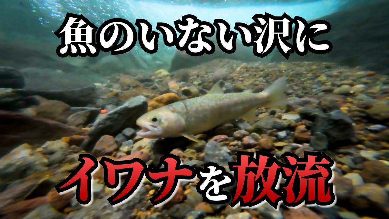 イワナを釣って放流&mdash;魚のいない沢で繁殖は起こる？【渓流釣り】