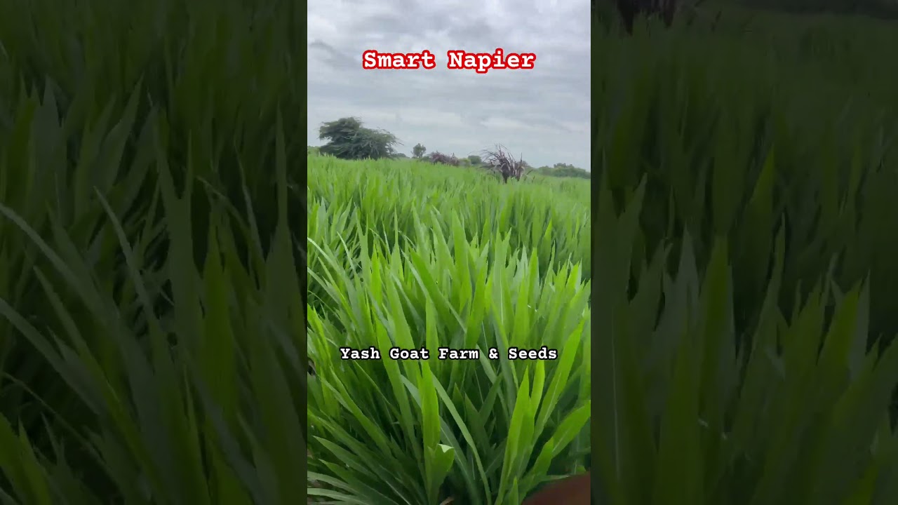 Smart Napier Indonesian Baahubali Grass Grass #smartnapier #seeds #elephantgrass #5ggrass