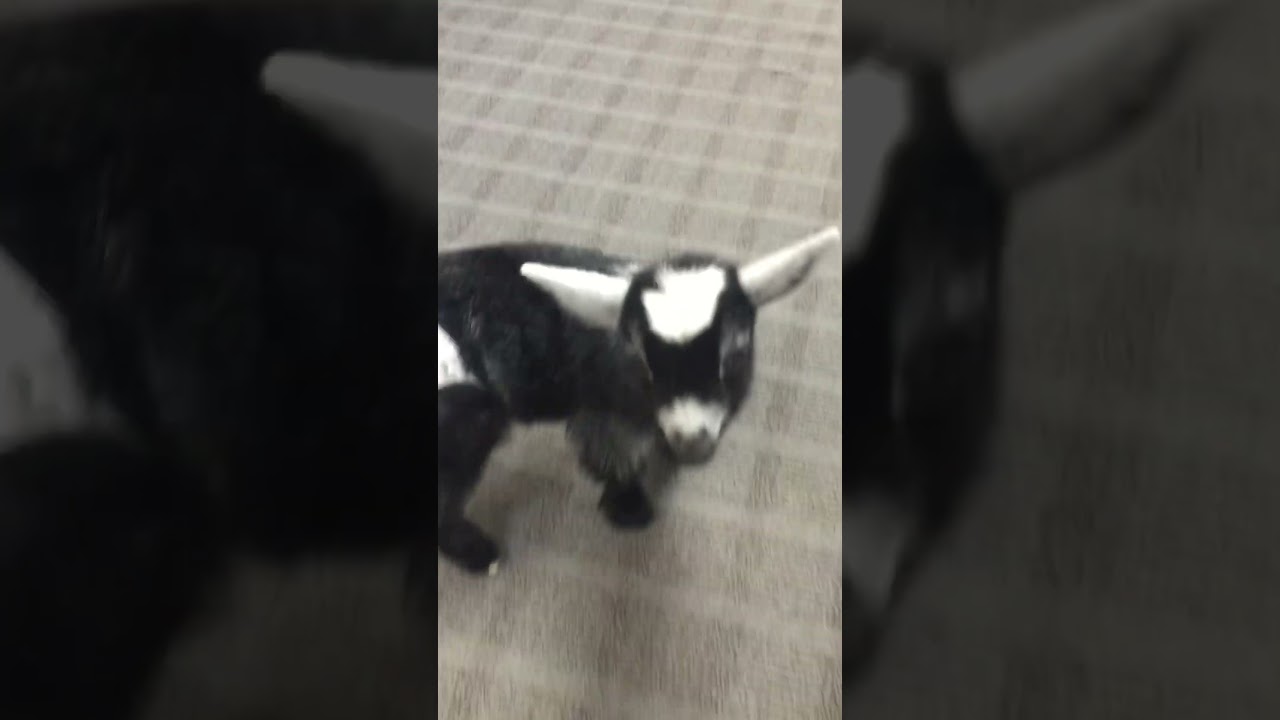 Baby goat at the office makes everyone happy